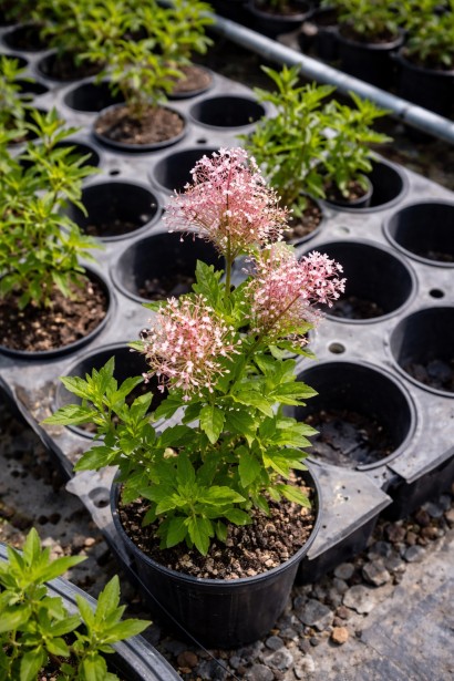 Цеанотус Перл Роуз купити